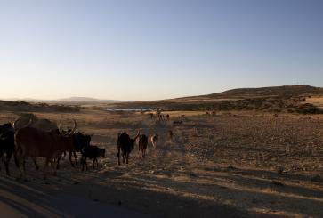 People drive herds of oxen and sheep great distances to water them at this reservoir.