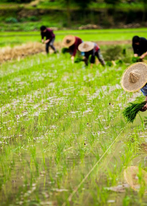 Farmers harvesting in a flooded field